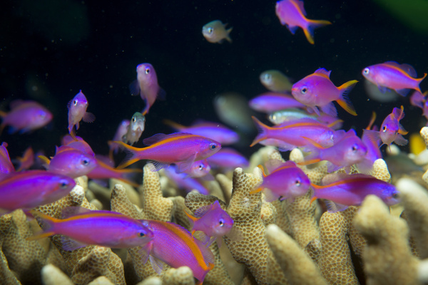美麗的熱帶魚