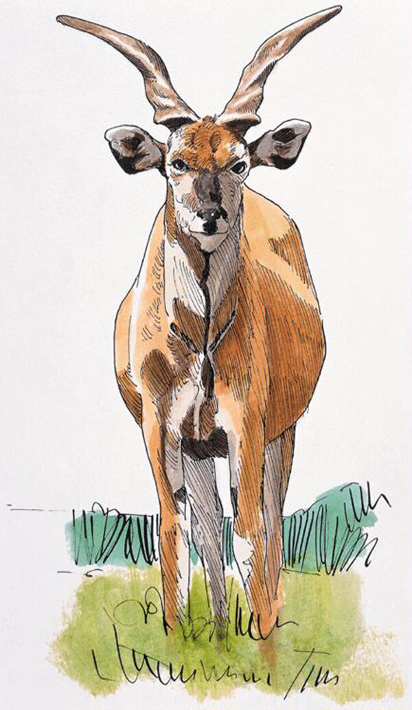 動(dòng)物插圖20