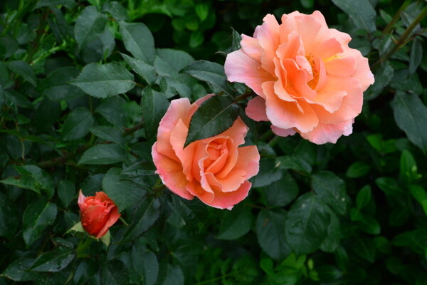 月季花