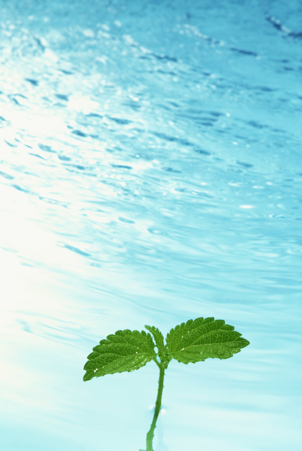 樹葉水紋