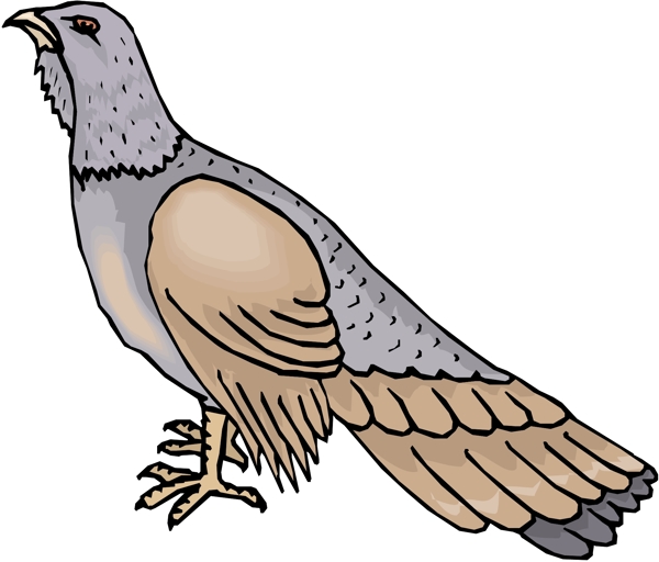 各種鳥類鳥動物矢量素材EPS格式0175