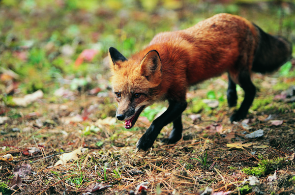 行走的狐狸图片