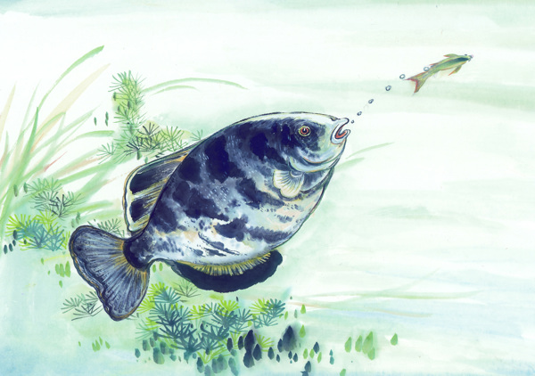 古圖繪畫(huà)動(dòng)物魚(yú)類(lèi)生物