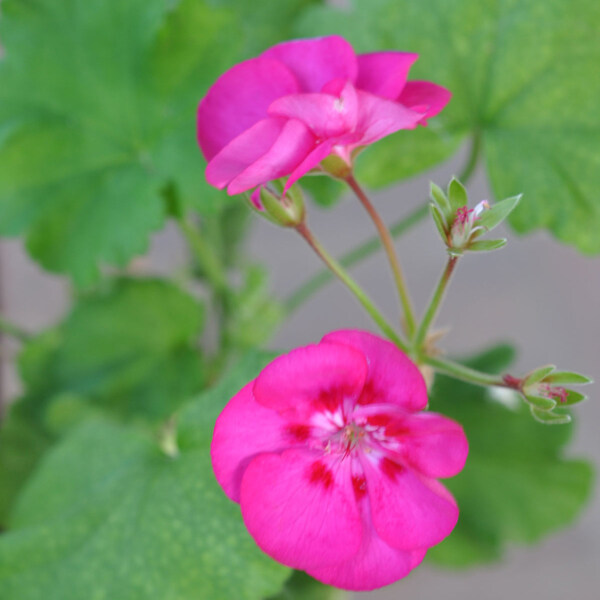 位圖植物攝影寫實花卉花朵數(shù)碼照片免費素材