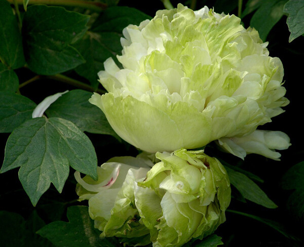 位圖植物寫實(shí)花卉花朵牡丹免費(fèi)素材