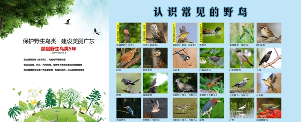 保护野生鸟类海报