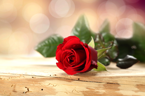 木板上的一朵玫瑰