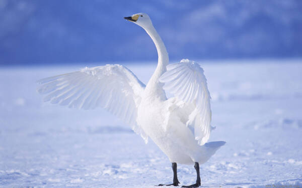 冰天雪地里的白天鹅