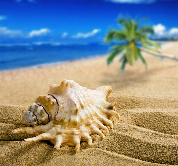 夏日沙滩贝壳风景图片