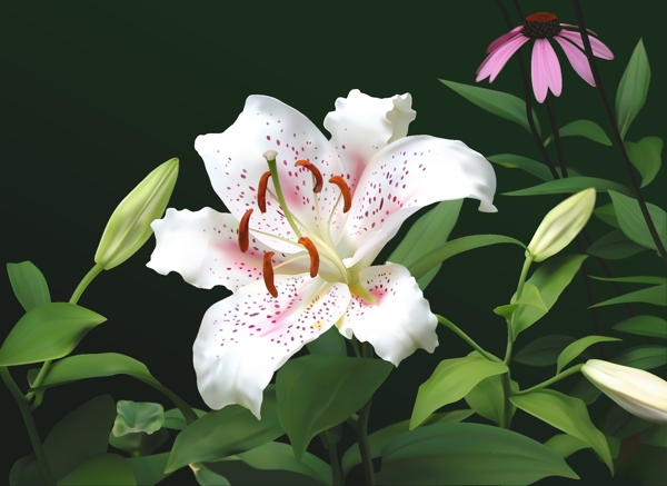 花葉圖片