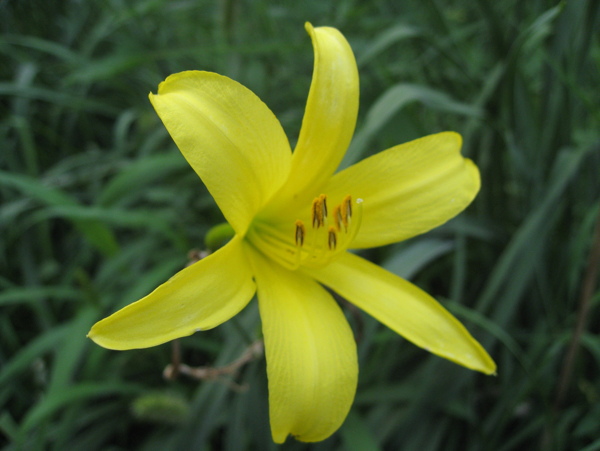 黃花圖片