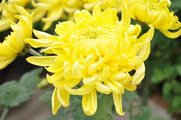 鲜艳的黄色菊花图片