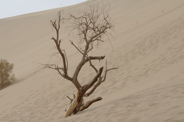 沙漠里的枯枝图片