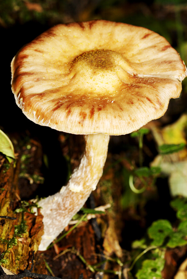 蘑菇菌类植物