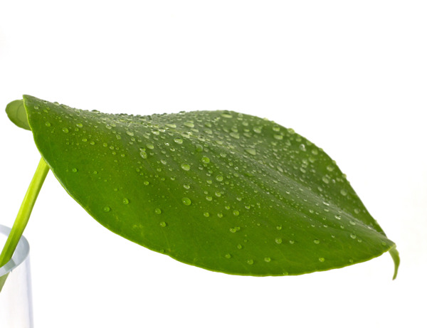 滴雨特寫