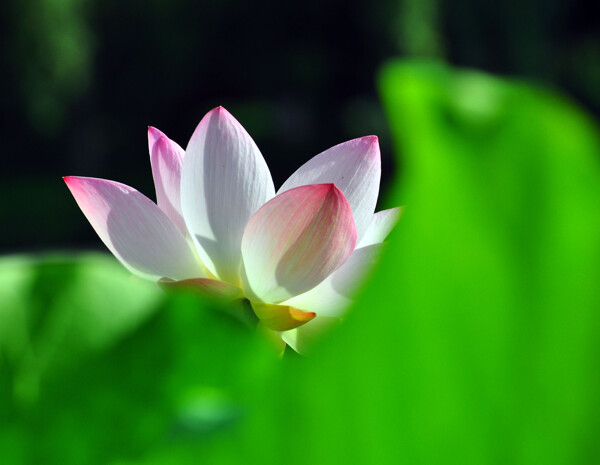 鮮艷的蓮花圖片