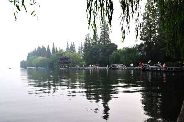 樹植物水風景