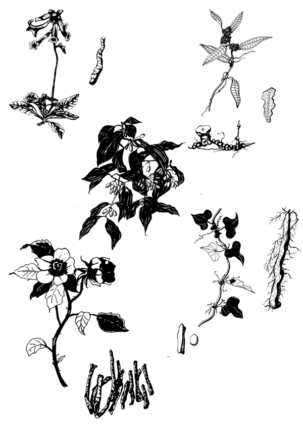 中草藥手繪圖