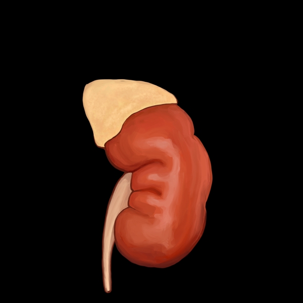 器官人体的胃脏插画