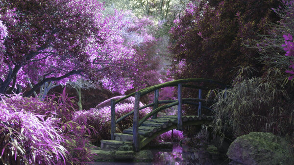 仙气浅紫森林木桥风景