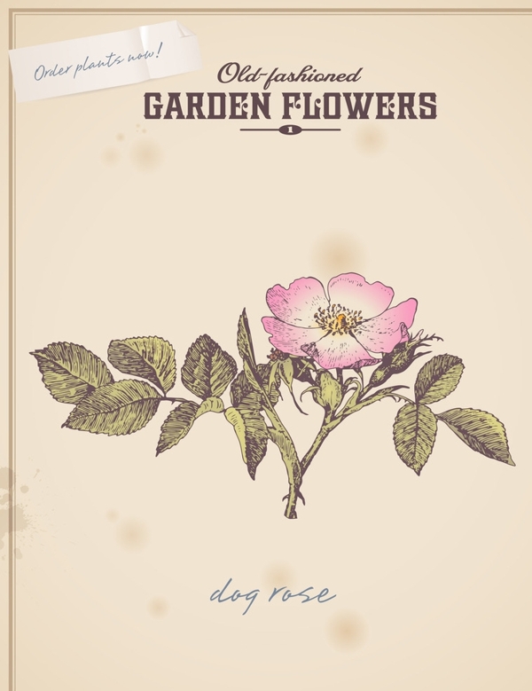 犬薔薇