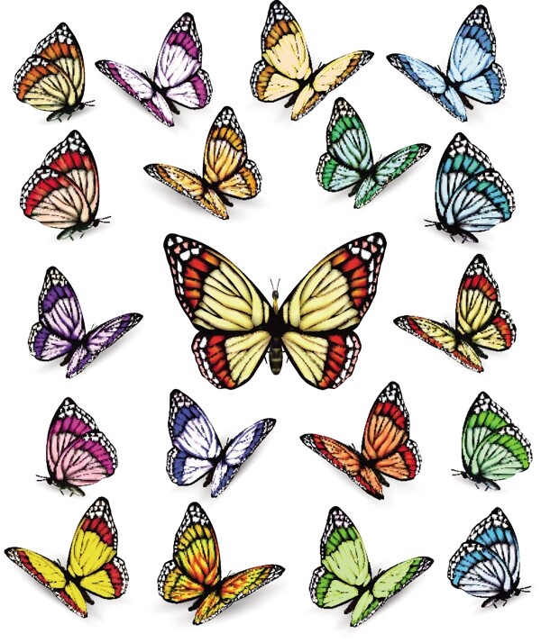 各种颜色姿态的蝴蝶