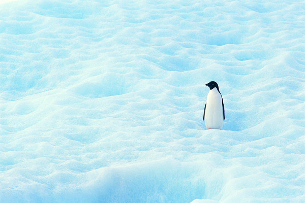 南极雪地企鹅图片
