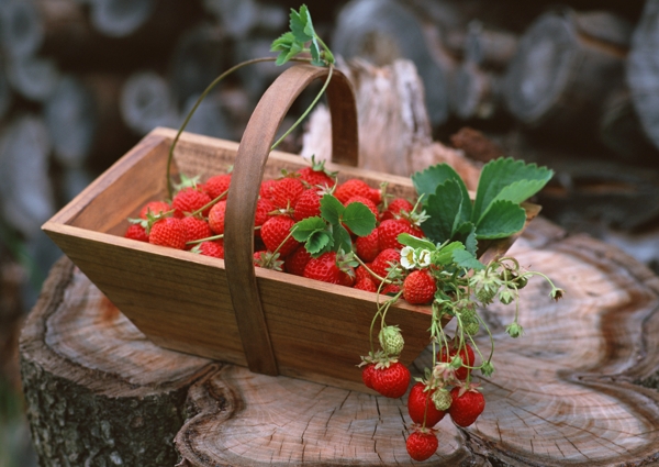 一提篮采摘园的草莓