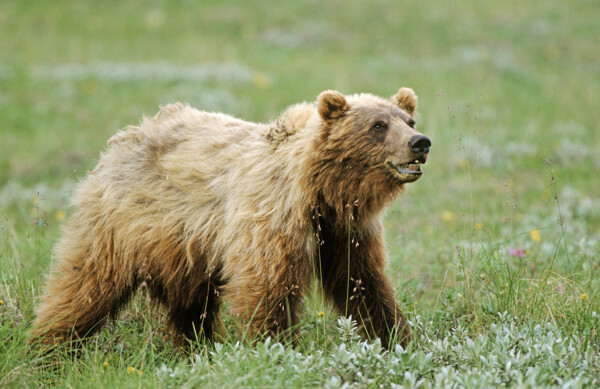 野生棕熊摄影