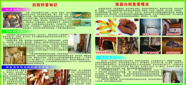白蟻板報(bào)展板