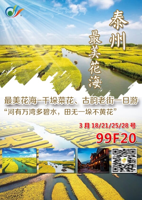 泰州油菜花