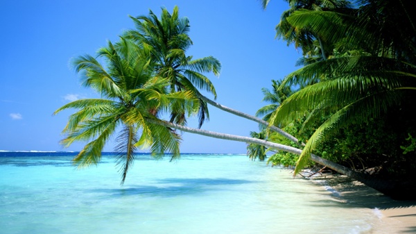 海滩椰子树照片图片
