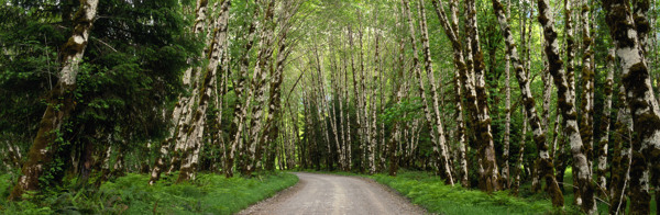 林间公路风景图片
