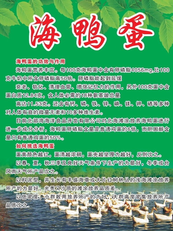 海鴨蛋圖片