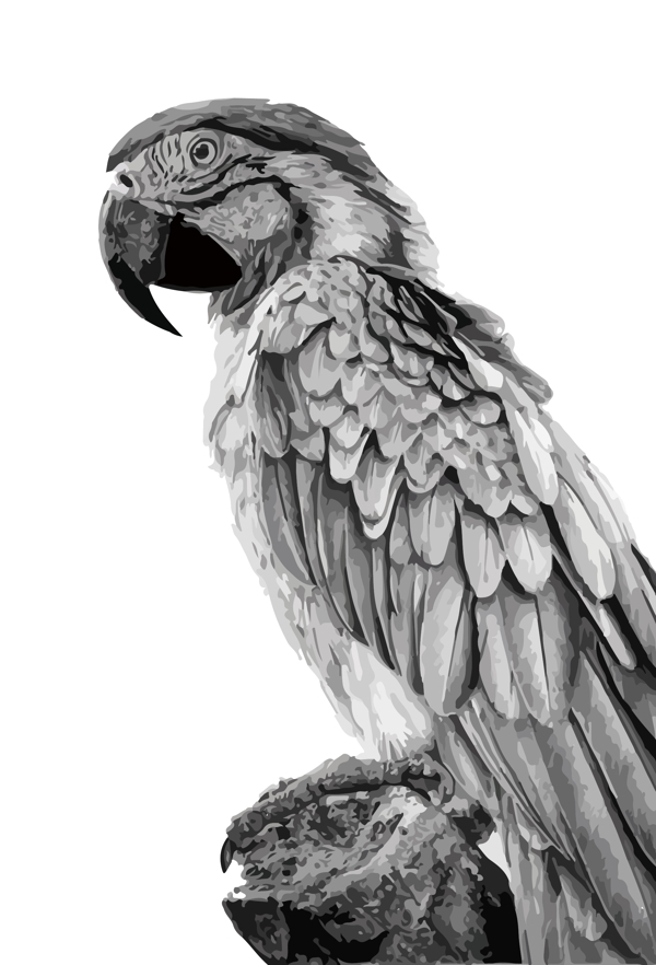 素描手绘鹦鹉铅笔画鸟类元素