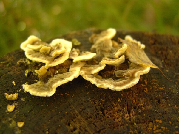 秋天树上的树菇图片