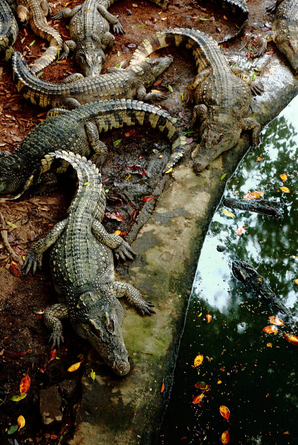 泰国鳄鱼图片