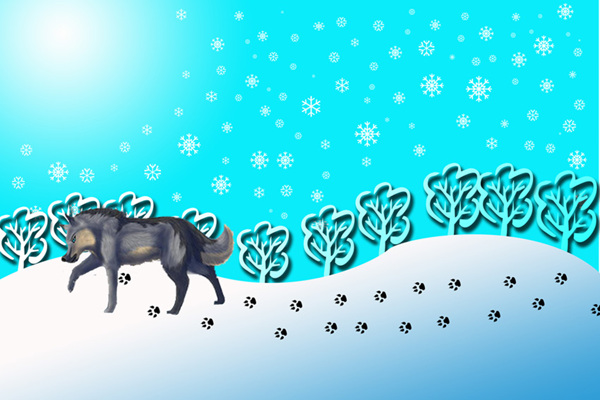 孤独的狼行走在冰冷的雪地上