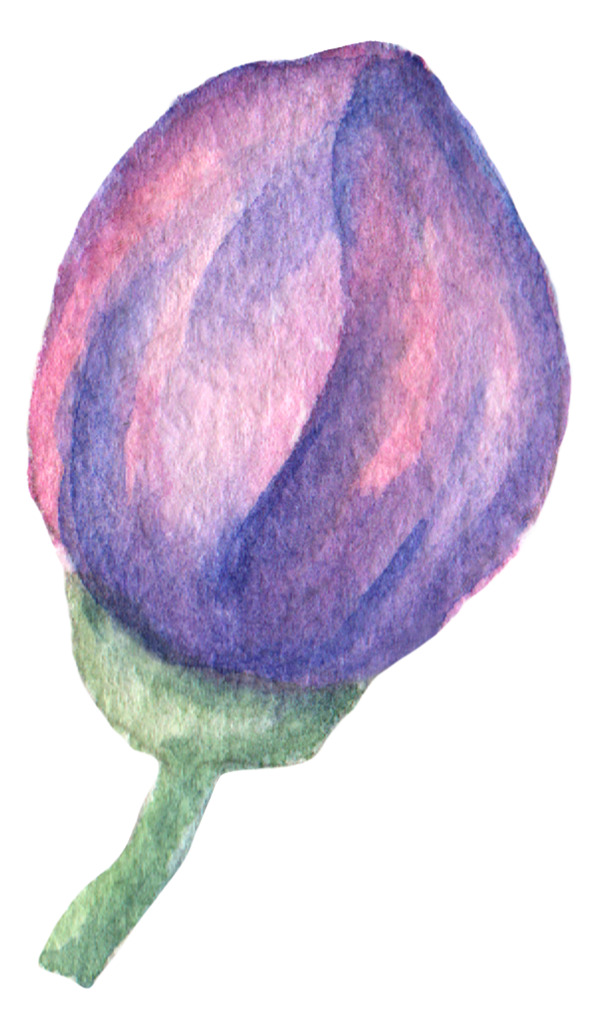 紫色淡雅精致花骨朵图片素材