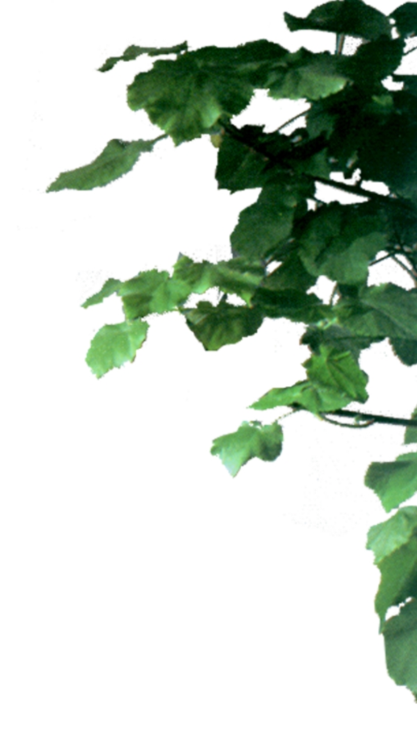 室內(nèi)植物07