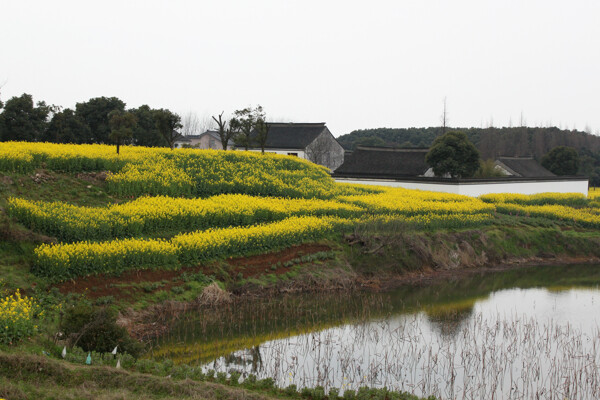 油菜花田