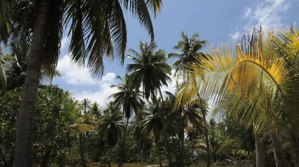 伦吉拉岛的棕榈树的股票视频