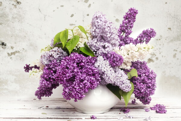 淡雅清新丁香花圖片
