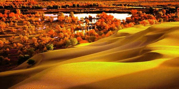 新疆沙漠胡杨