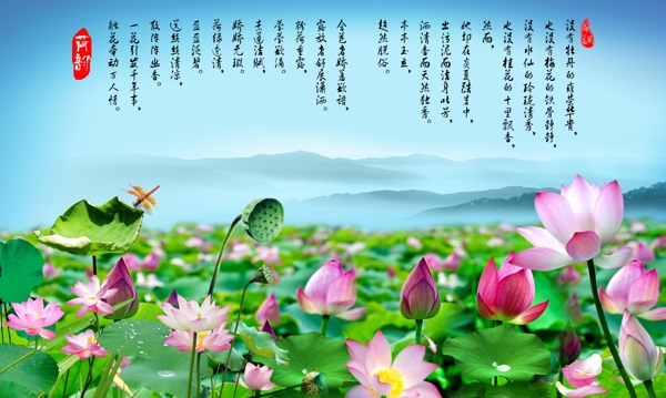 荷塘荷花