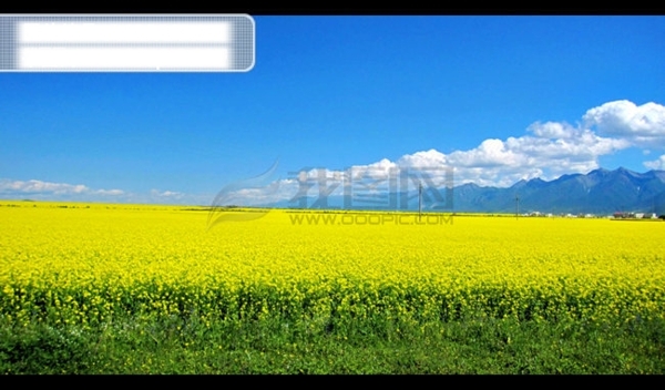 油菜花海