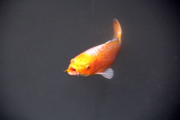 游魚錦鯉圖片