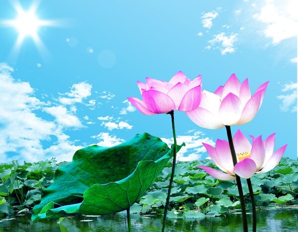 荷花圖片