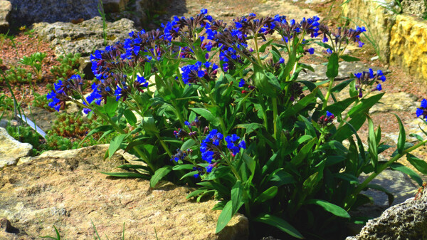 藍(lán)色鮮花攝影圖片