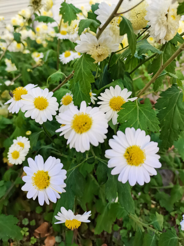 清新的白菊花图片